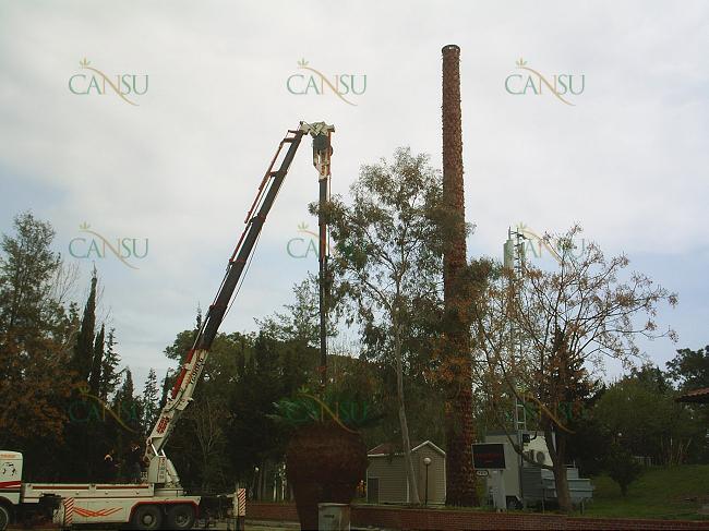 Palmiye, Palmiye Ağacı, Yapay Palmiye, Şoklanmış Palmiye, Yapay Palmiye Ağacı, Şoklanmış Palmiye Ağacı