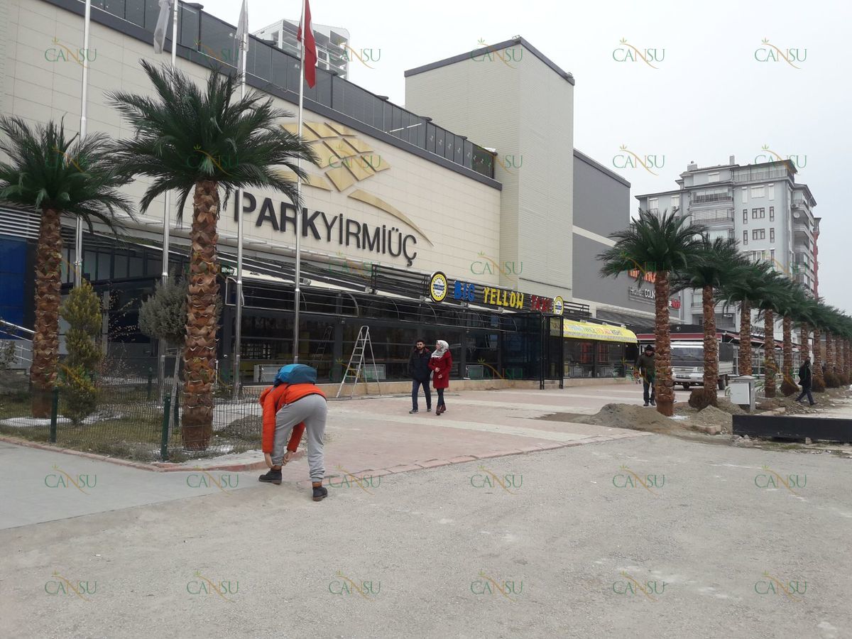 Palmiye, Palmiye Ağacı, Yapay Palmiye, Şoklanmış Palmiye, Yapay Palmiye Ağacı, Şoklanmış Palmiye Ağacı